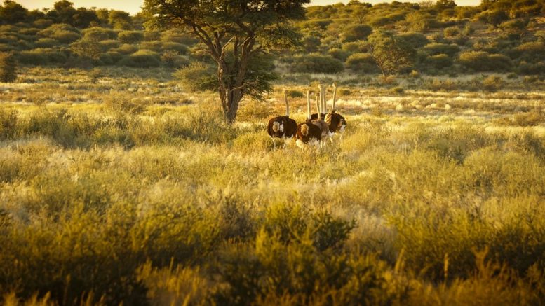 en-flok-strudse-paa-savannen-i-afrika