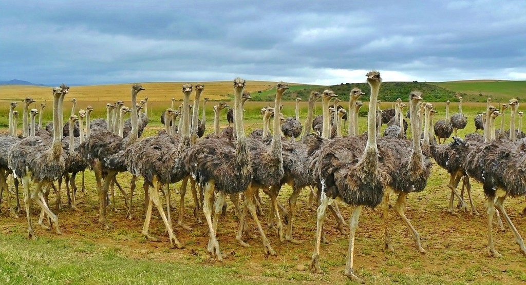 strudseflok-i-afrika