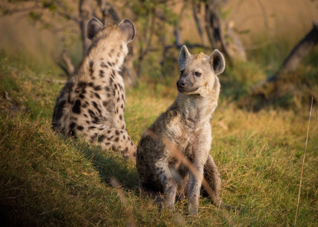 to-hyaener-i-afrika
